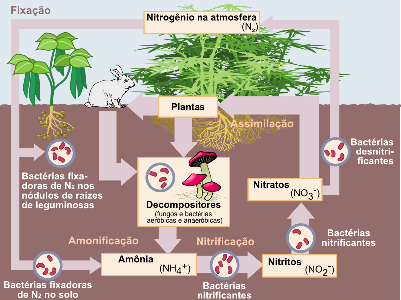 Nitrogen_Cycle_pt
