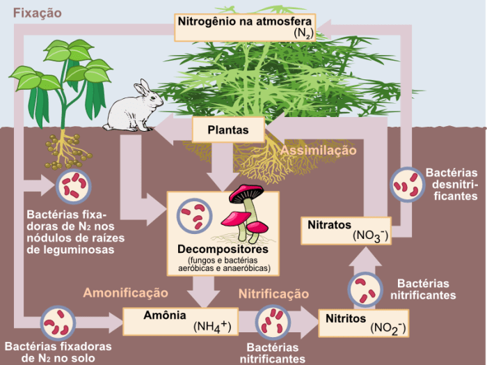 Nitrogen_Cycle_pt