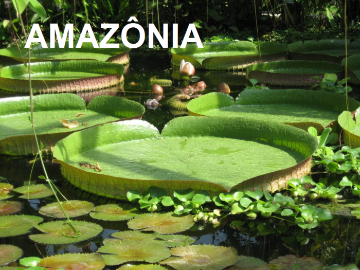 amazonia-1