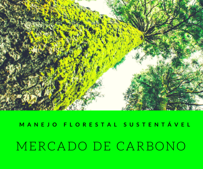 MANEJO FLORESTAL SUSTENTÁVEL (1)